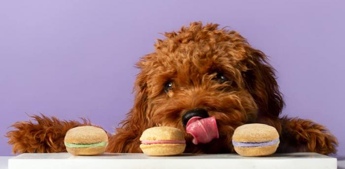 Macarons for Dogs