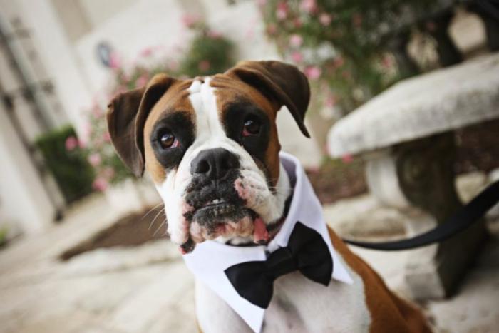 Dog Bow Tie