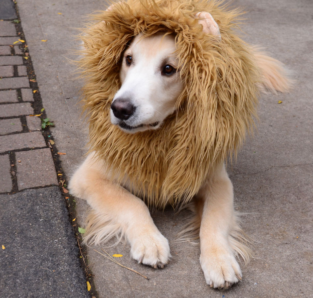 Dog Lion Mane