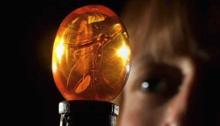 Jurassic Park Mosquito in Amber