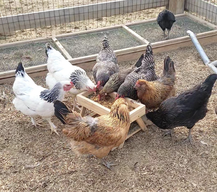 Chicken Picnic Table